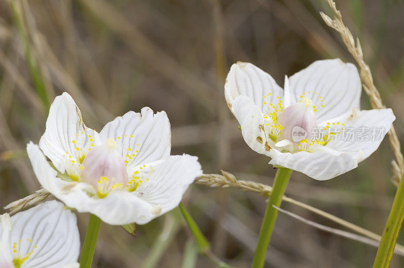 帕纳斯草(Parnassia palustris)